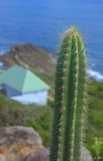 Cactus overlooking at Point Milou, St Barths Cactus overlooking at Point Milou, St Barths
