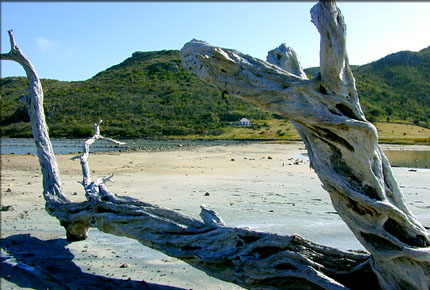 Birds in St Jean pond, St Barthelemy